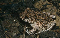 Frog {Ischnocnema quixensis} Ecuador