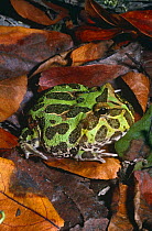 Colombian horned frog {Ceratophrys calcarata} juvenile, captive, from South America