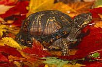Eastern box turtle {Terrapene carolina carolina} captive, from USA