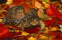 Eastern box turtle {Terrapene carolina carolina} captive, from USA