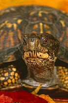 Eastern box turtle {Terrapene carolina carolina} portrait, captive, from USA