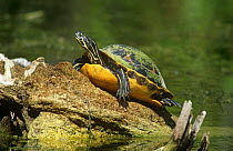 Florida red bellied turtle {Pseudemys nelsoni} sunning, Big Cypress NP, Florida, USA