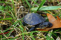 Blanding's turtle {Emydoidea blandingi} juvenile, endangered, Wisconsin, USA