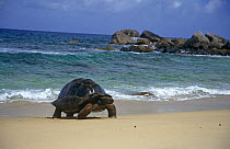 Aldabra giant tortoise {Geochelone gigantea} walking up beachfrom sea, Mahe, Seychelles 1999