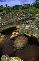 Aldabra giant tortoise {Geochelone gigantea} cooling in water, Picard Is, Aldabra, Seychelles