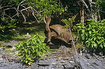 Aldabra giant tortoise {Geochelone gigantea} browsing, Aldabra, Seychelles