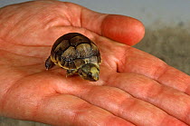 Newborn baby Hermann's tortoise {Testudo hermanni} at breeding station, Italy