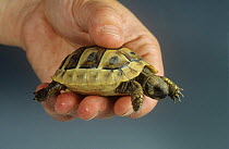 Newly hatched Hermann's tortoise {Testudo hermanni} at breeding station, Italy