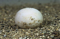 Egg of Hermann's tortoise {Testudo hermanni} at breeding station, Italy