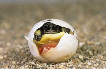 Hermann's tortoise {Testudo hermanni} baby hatching from egg at breeding station, Italy