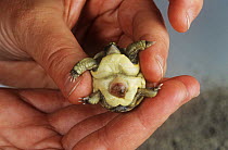 Newly hatched Hermann's tortoise {Testudo hermanni} showing residual yolk attachment, breeding station, Italy