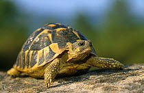 Hermann's tortoise {Testudo hermanni} France