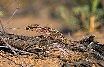Turkish gecko {Hemidactylus turcicus} Alicante, Spain