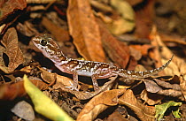 Big headed gecko {Paroedura pictus} Berenty FR, S Madagascar