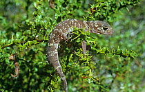 Thick tailed gecko {Underwoodisaurus milii} Australia