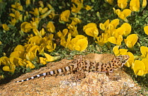 Weber's gecko {Pachydactylus weberi} amongst desert flowers, Namaqualand, South Africa