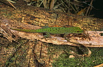 Day gecko {Phelsuma sp} with insect prey, Marojejy R, E Madagascar