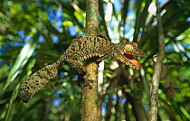 Leaf tailed gecko {Uroplatus fimbriatus} climbing tree with mouth open,  Nosy Mangabe, Madagascar