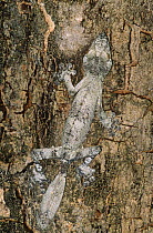 Leaf tailed gecko {Uroplatus fimbriatus} day time sleeping posture camouflaged against bark on tree trunk, Lamadraka, Madagascar