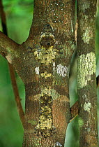 Leaf tailed gecko {Uroplatus fimbriatus} day time sleeping posture camouflaged against bark on tree trunk, Nosy Mangabe, NE Madagascar