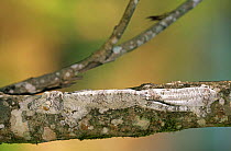 Leaf tailed gecko {Uroplatus fimbriatus} day time sleeping posture camouflaged against bark on tree trunk, Lamadraka, Madagascar