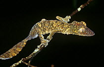 Leaf tailed gecko {Uroplatus fimbriatus} foraging at night, Nosy Mangabe, NE Madagascar