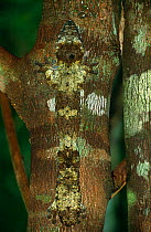 RF- Leaf tailed gecko (Uroplatus fimbriatus) in day time sleeping posture, camouflaged against bark on tree trunk. Nosy Mangabe, NE Madagascar. (This image may be licensed either as rights managed or...
