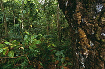 Leaf tailed gecko {Uroplatus fimbriatus} camouflaged against bark on tree trunk, Nosy Mangabe, NE Madagascar