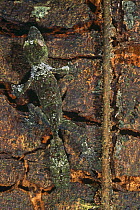 Leaf tailed gecko {Uroplatus fimbriatus} camouflaged against bark on tree trunk, Marojejy reserve, NE Madagascar