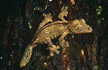 Leaf tailed gecko {Uroplatus sikorae} foraging at night, Montagne d'Ambre NP, Madagascar