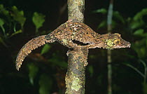 Leaf tailed gecko {Uroplatus sikorae} foraging at night, Mantadia NP, Madagascar