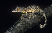 Henkel's leaf tailed gecko {Uroplatus henkeli} foraging at night, Ankarana SR, Madagascar