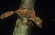 Leaf tailed gecko foraging at night, an undescribed species, currently known as (Uroplatus. aff. sikorae or "Diego" henkeli) Ankarana SR, Madagascar