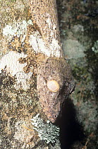 Henkel's leaf tailed gecko {Uroplatus henkeli} camouflaged on tree trunk, captive, La Madraka Farm, Madagascar