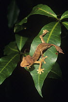 Spearpoint leaf-tail gecko (Uroplatus sp) on leaf at night, Ankarana SR, Madagascar