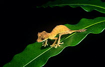 Leaf tailed gecko {Uroplatus ebenaui} foraging at night, Ankarana SR, N Madagascar