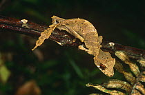 Leaf tailed gecko {Uroplatus sp} foraging at night, Montagne D'Ambre NP, Madagascar