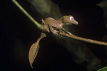 Leaf tailed gecko {Uroplatus phantasticus} at night, E Madagascar