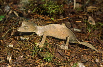 Leaf tailed gecko {Uroplatus phantasticus} foraging at night on forest floor, Mantadia NP, E Madagascar