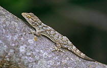 Moorish gecko {Tarentola mauritanica} Alicante, Spain