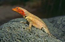 Lava  lizard {Tropidurus albemariensis} female, Santiago Is, Galapagos