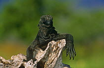 Marine iguana {Amblyrhynchus cristatus} sunning on piece of driftwood, Fernandina Is, Galapagos
