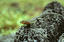 Lava lizard {Tropidurus sp} Galapagos