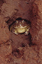 African bullfrog {Pyxicephalus flavigula} emerging from burrow, Tsavo East NP, Kenya