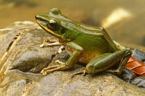 Poisonous rock frog {Rana hosii} Bentuang-Karimun NP, Indonesia