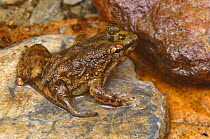 Kuhl's creek frog {Rana kuhlii} with deformed leg, Bentuang-Karimun NP, Indonesia