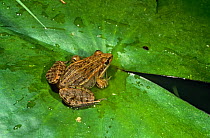 Indian bullfrog {Rana / Hopobatrachus tigerina} on lily pad, Perinet, E Madagascar