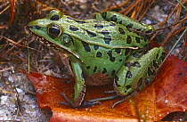 Southern leopard frog {Rana sphaenocephala} female, New Jersey, USA