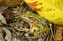 Southern leopard frog {Rana sphaenocephala}  Delaware, USA