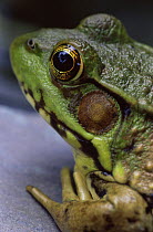 Green frog {Rana clamitans} head close up, Wisconsin, USA